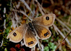 Argyrophenga janitae