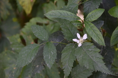 Rubus ursinus