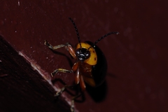 Morphosphaera caerulea