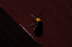 Morphosphaera caerulea