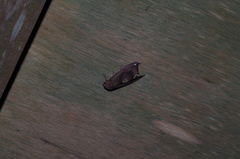 Oraesia argyrosticta