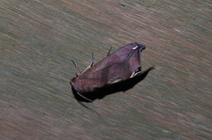 Oraesia argyrosticta