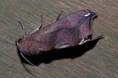 Oraesia argyrosticta
