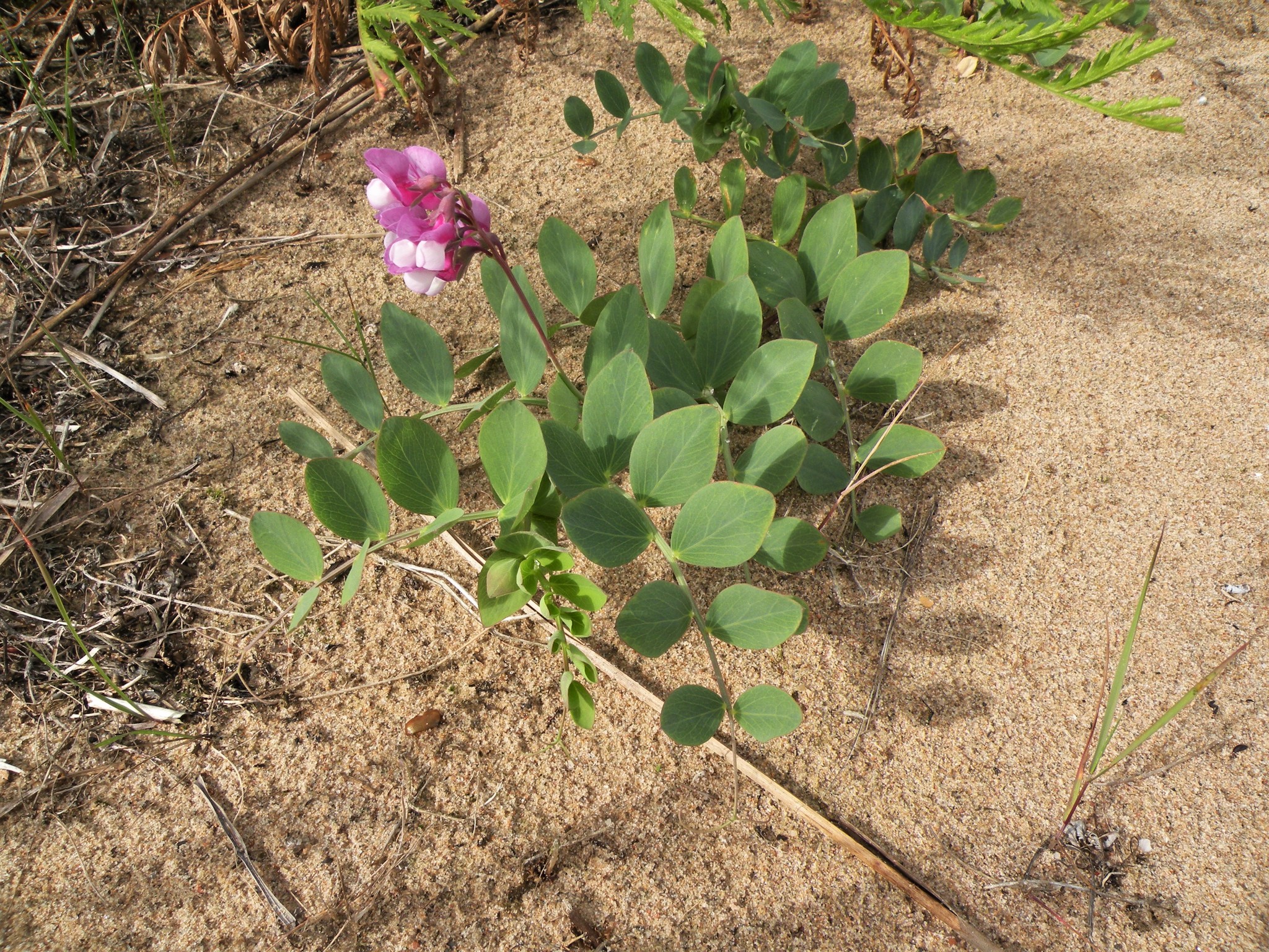 Lathyrus japonicus var. maritimus