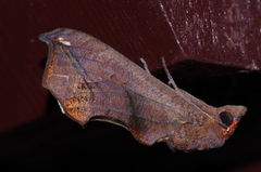 Oraesia argyrosticta