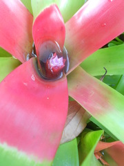 Neoregelia compacta
