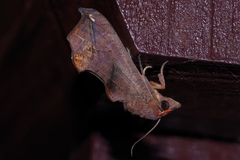 Oraesia argyrosticta