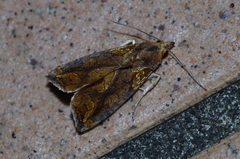 Plusiodonta coelonota