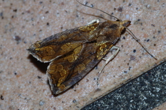 Plusiodonta coelonota