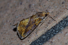Plusiodonta coelonota