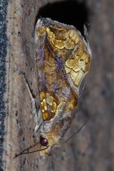 Plusiodonta coelonota