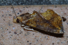 Plusiodonta coelonota