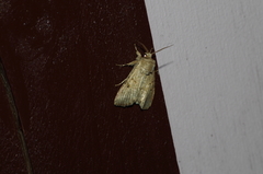 Spodoptera pecten