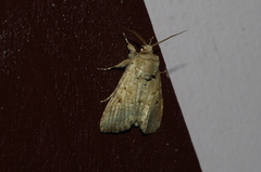 Spodoptera pecten