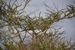 Urocolius macrourus