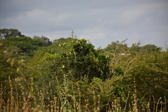 Urocolius macrourus