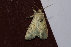 Spodoptera pecten