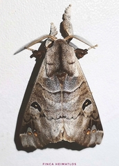 Pantelodes satellitia