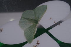 Thalassodes intaminata