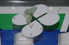 Thalassodes intaminata