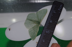 Thalassodes intaminata