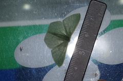 Thalassodes intaminata