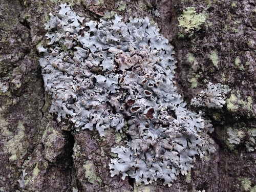 Hypotrachyna Lichen (Hypotrachyna livida) · iNaturalist