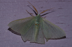 Thalassodes intaminata