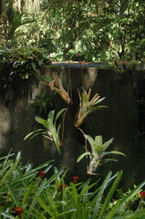 Neoregelia pauciflora