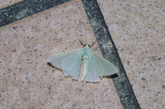 Thalassodes intaminata