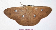 Semaeopus illimitata