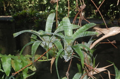 Neoregelia pauciflora