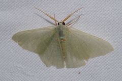 Thalassodes intaminata