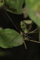 Tricyphona