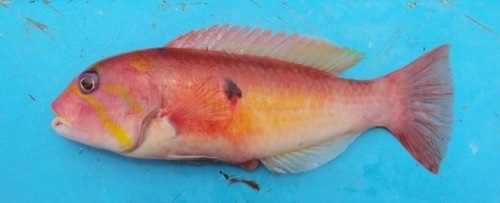 Blackspot wrasse (Decodon melasma) — Labridae