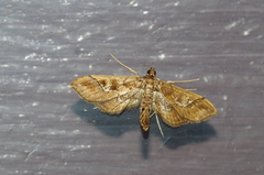 Hydriris ornatalis