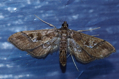 Hydriris ornatalis