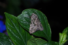 Aedia leucomelas