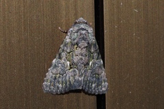Aedia leucomelas