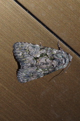 Aedia leucomelas
