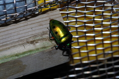 Calliphara excellens