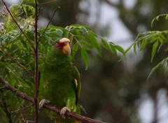 Amazona albifrons