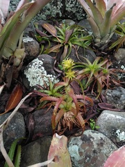 Orthophytum glabrum