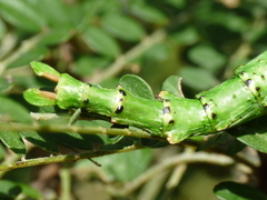 Acanthoxyla geisovii