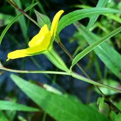 Ludwigia decurrens