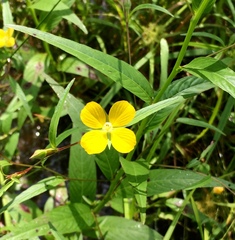 Ludwigia decurrens
