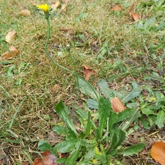 Hypochaeris radicata