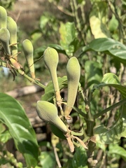 Justicia adhatodoides