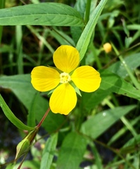 Ludwigia decurrens