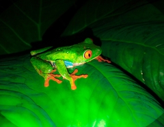 Agalychnis callidryas